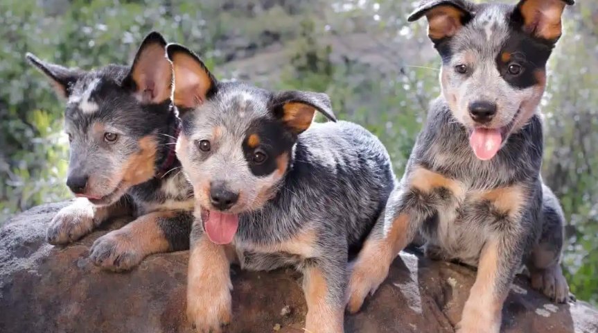 cute cattle dog puppy