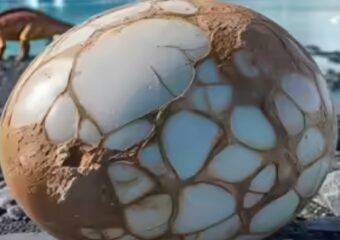 fossil egg illustration