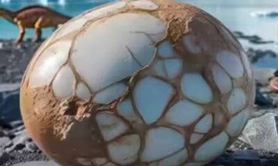 fossil egg illustration