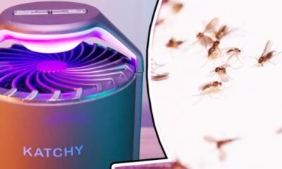 mosquito fungus trap