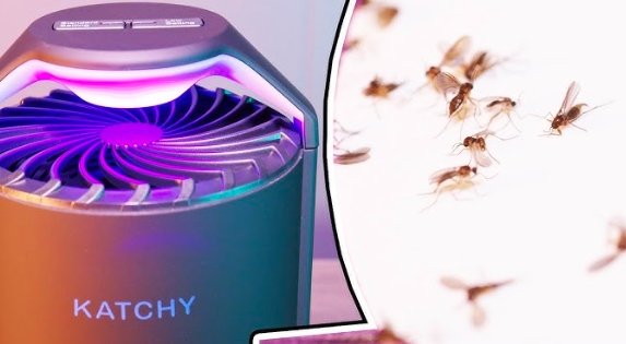 mosquito fungus trap