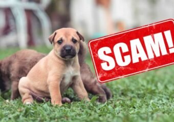 pet scam warning