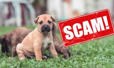 pet scam warning