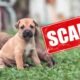 pet scam warning