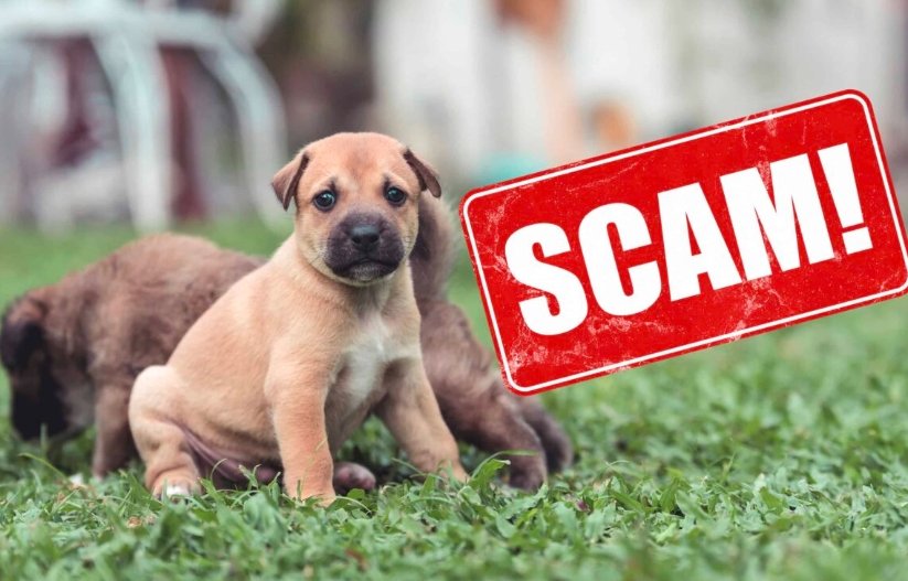 pet scam warning