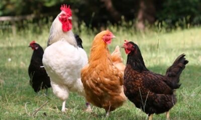 poultry farm birds