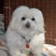 senior dog adoption