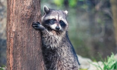 urban raccoon