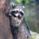 urban raccoon
