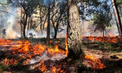 wildfire ranch recovery Colorado