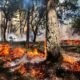wildfire ranch recovery Colorado