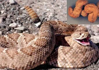 Ancient Poop Reveals Eaten Venomous Snake