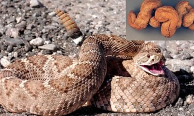 Ancient Poop Reveals Eaten Venomous Snake