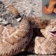 Ancient Poop Reveals Eaten Venomous Snake