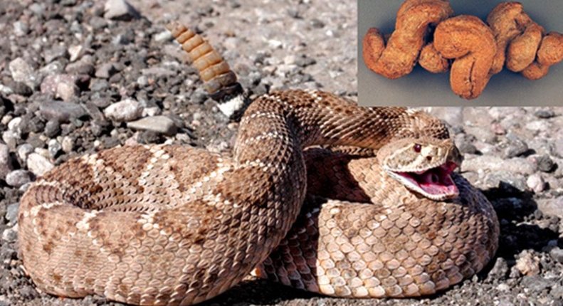 Ancient Poop Reveals Eaten Venomous Snake