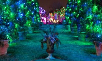 Blue Light Display Lights Up Colorado Gardens