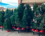 Christmas Tree Prices Rise