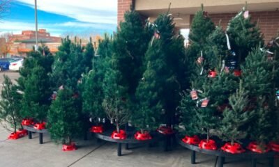 Christmas Tree Prices Rise