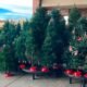 Christmas Tree Prices Rise