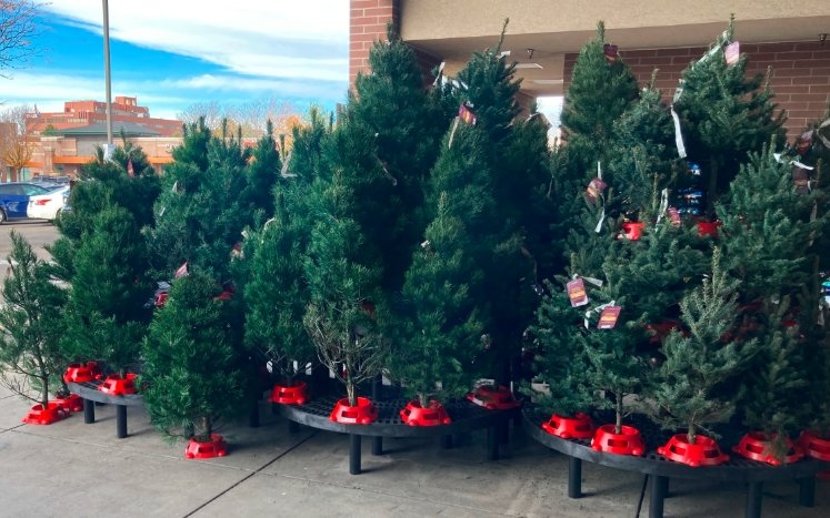 Christmas Tree Prices Rise