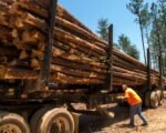 Forest Service Closes Mesa County Roads for Timber Harvest