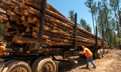 Forest Service Closes Mesa County Roads for Timber Harvest