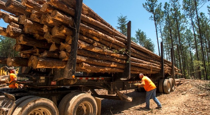 Forest Service Closes Mesa County Roads for Timber Harvest
