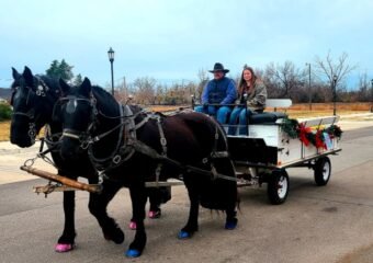 Free Horse Drawn Carriage Rides Charm Grand Junction Holidays