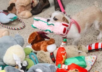 Kids Make Toys for Shelter Pets at Allen County Library