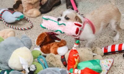 Kids Make Toys for Shelter Pets at Allen County Library