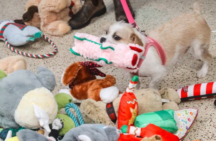 Kids Make Toys for Shelter Pets at Allen County Library