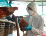 bird flu outbreak