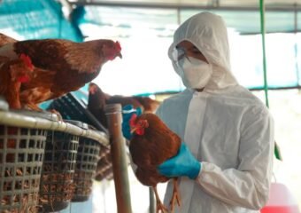 bird flu outbreak