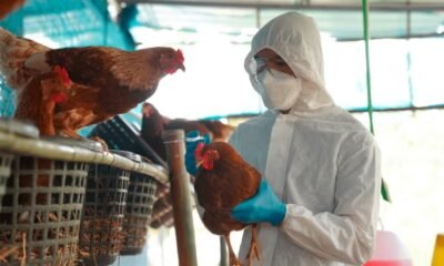 bird flu outbreak