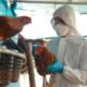bird flu outbreak