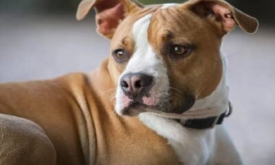 pitbull mix dog