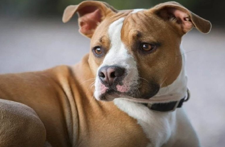 pitbull mix dog