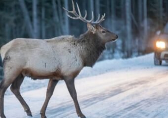 winter road wildlife