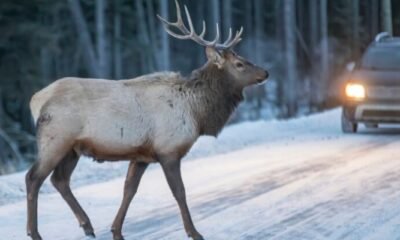 winter road wildlife