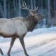 winter road wildlife