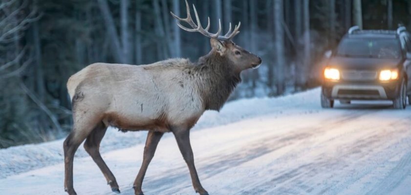 winter road wildlife
