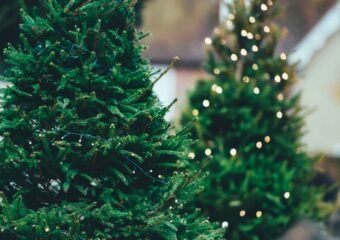 Christmas Tree Composting Starts Now