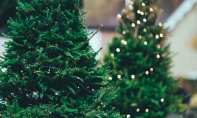 Christmas Tree Composting Starts Now