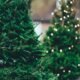 Christmas Tree Composting Starts Now