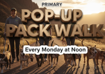 A viral, hyper-realistic YouTube thumbnail with a warm, golden-hour outdoor community atmosphere. The background is a scenic Western Colorado park with red rock mesas glowing in sunset light and the Colorado River visible in the distance with dramatic rim lighting. The composition uses a wide, slightly low angle to focus on the main subject: a joyful pack of 8 leashed shelter dogs of various breeds walking together on a paved trail, volunteers' legs and hands visible holding leashes but no faces shown. The image features massive 3D typography with strict hierarchy: The Primary Text reads exactly: 'POP-UP PACK WALK'. This text is massive, the largest element in the frame, rendered in brushed bronze gold metal with subtle sunlight reflections to look like a high-budget 3D render. The Secondary Text reads exactly: 'Every Monday at Noon'. This text is significantly smaller, positioned below the main text with a thick white sticker-style border and slight drop shadow to pop against the warm background. The text materials correspond to the story's concept. Crucial Instruction: There is absolutely NO other text, numbers, watermarks, or subtitles in this image other than these two specific lines. 8k, Unreal Engine 5, cinematic render
