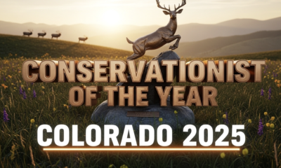 A viral, hyper-realistic YouTube thumbnail with a rugged Rocky Mountain sunrise atmosphere. The background is a sweeping Colorado high-country meadow at golden hour with distant elk on the skyline and wildflowers in the foreground. The composition uses a dramatic low-angle shot to focus on the main subject: a stunning bronze sculpture of a leaping mule deer on a river rock base. The image features massive 3D typography with strict hierarchy: The Primary Text reads exactly: 'CONSERVATIONIST OF THE YEAR'. This text is massive, rendered in polished bronze with realistic light reflections to match the trophy. The Secondary Text reads exactly: 'COLORADO 2025'. This text is smaller, positioned below with a thick white outline and subtle orange glow border. 8k, Unreal Engine 5, cinematic render.