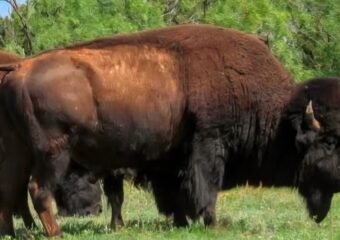 Starts Bison Hunting Roster in 2026