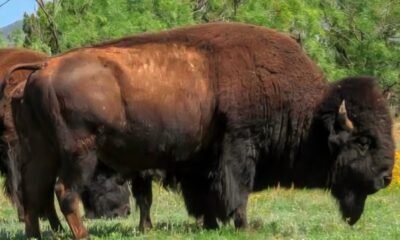 Starts Bison Hunting Roster in 2026