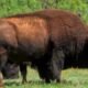 Starts Bison Hunting Roster in 2026