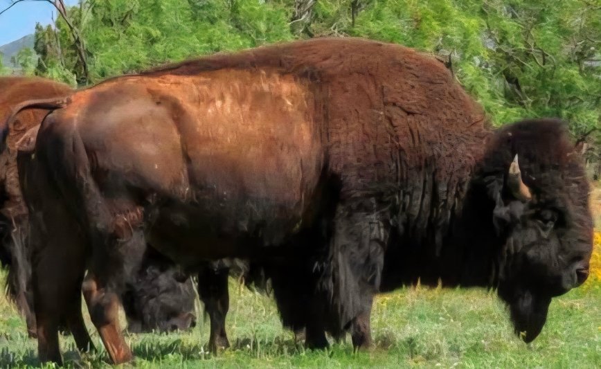 Starts Bison Hunting Roster in 2026